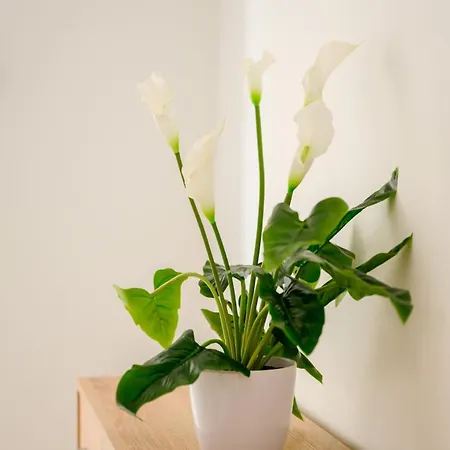 아파트 F8 Spacious Flat 슬리에마