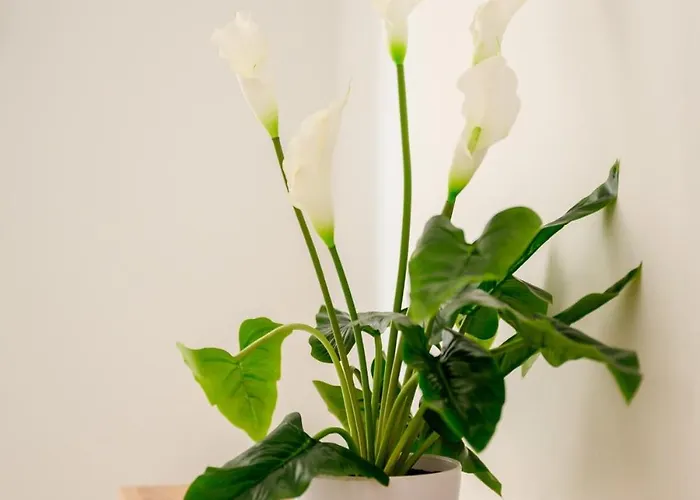 Apartamento F8 Spacious Flat Sliema